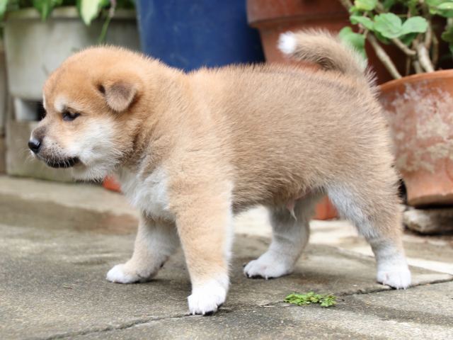IMG_7279-shiba-puppy IMG_7279-shiba-puppy
