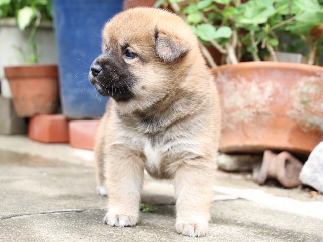 IMG_7292-shiba-puppy IMG_7292-shiba-puppy