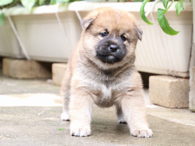 IMG_7301-shiba-puppy IMG_7301-shiba-puppy