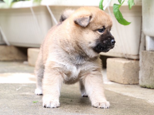 IMG_7303-shiba-puppy IMG_7303-shiba-puppy