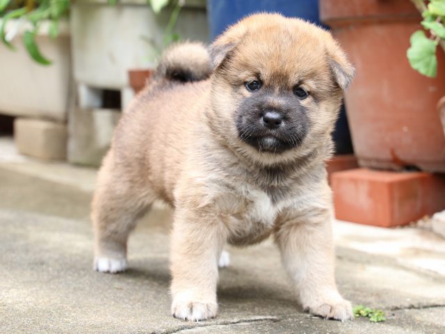 IMG_7317-shiba-puppy IMG_7317-shiba-puppy