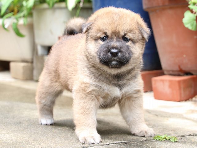 IMG_7332-shiba-puppy IMG_7332-shiba-puppy