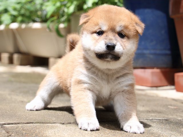 IMG_7352-shiba-puppy