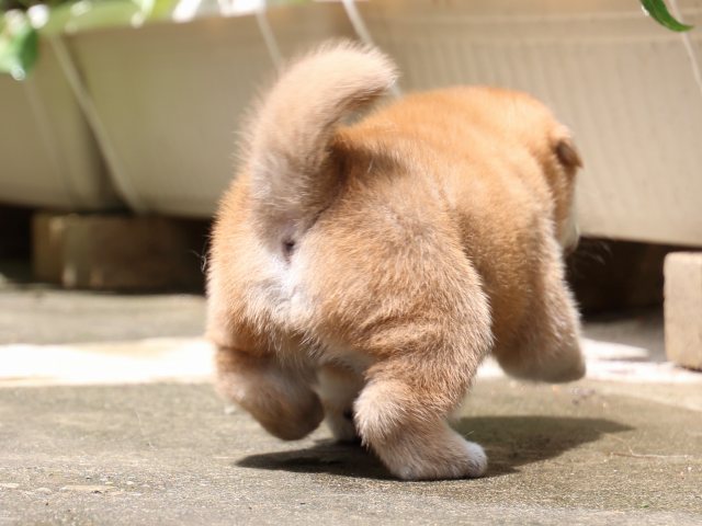 IMG_7358-shiba-puppy