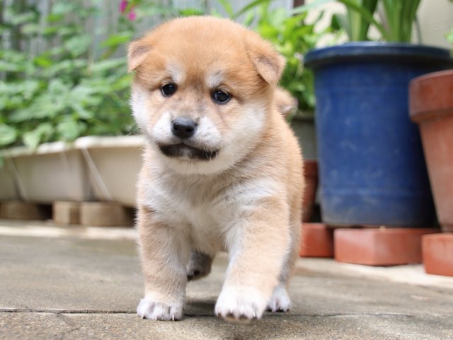 IMG_7362-shiba-puppy
