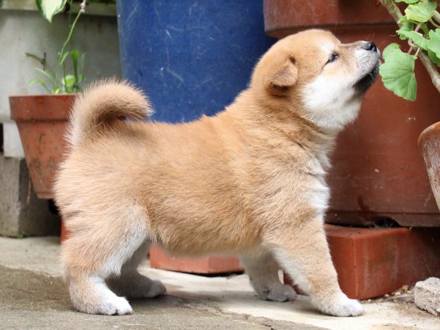 IMG_7374-shiba-puppy