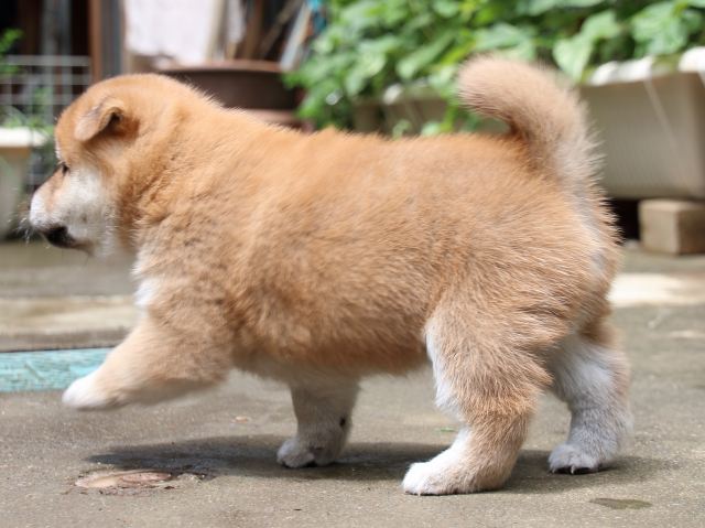 IMG_7388-shiba-puppy