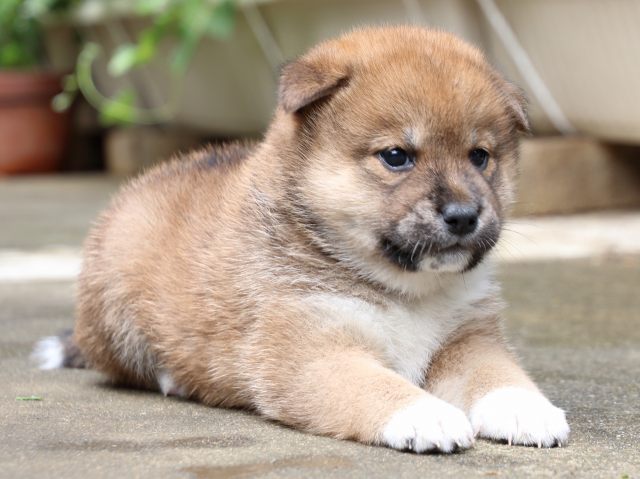 IMG_7403-shiba-puppy IMG_7403-shiba-puppy