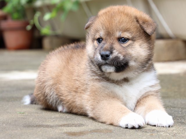 IMG_7405-shiba-puppy IMG_7405-shiba-puppy