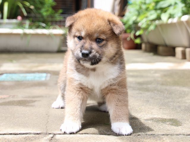 IMG_7412-shiba-puppy IMG_7412-shiba-puppy
