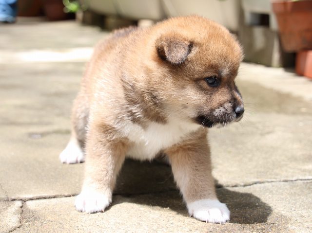 IMG_7415-shiba-puppy IMG_7415-shiba-puppy
