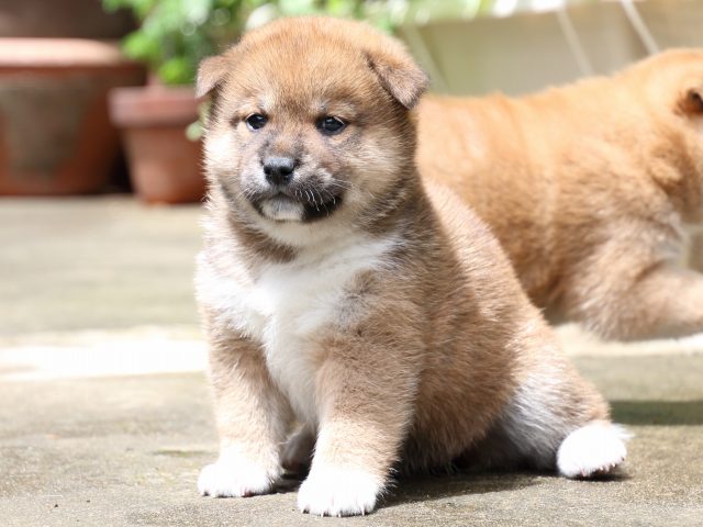 IMG_7433-shiba-puppy IMG_7433-shiba-puppy