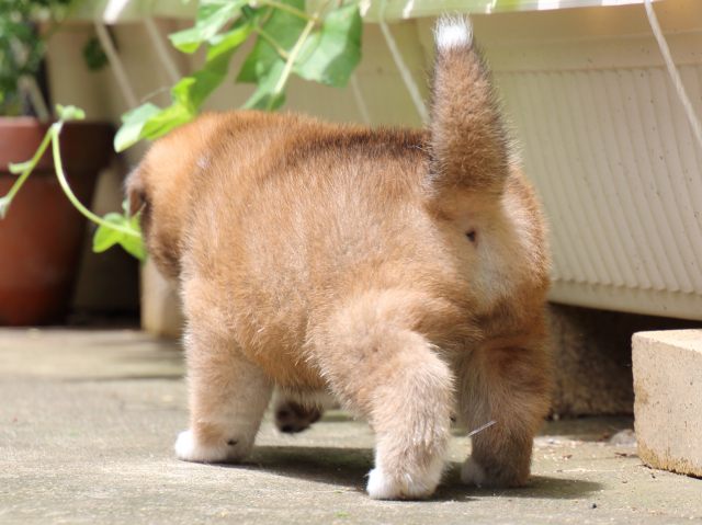 IMG_7443-shiba-puppy IMG_7443-shiba-puppy