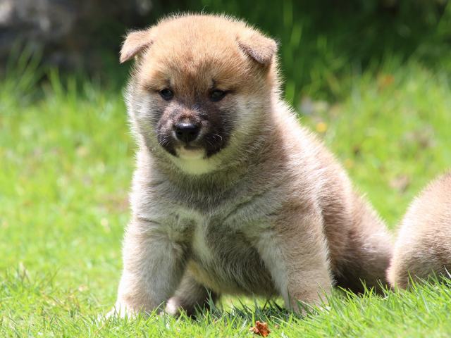 IMG_7460-shiba-puppy IMG_7460-shiba-puppy