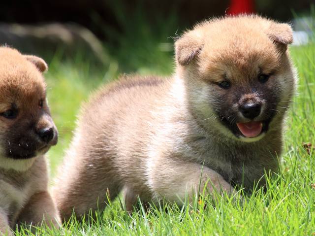 IMG_7482-shiba-puppy IMG_7482-shiba-puppy