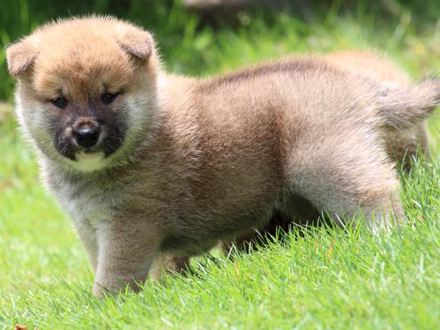 IMG_7493-shiba-puppy IMG_7493-shiba-puppy