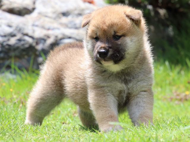 IMG_7518-shiba-puppy IMG_7518-shiba-puppy