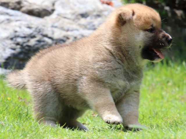 IMG_7521-shiba-puppy IMG_7521-shiba-puppy