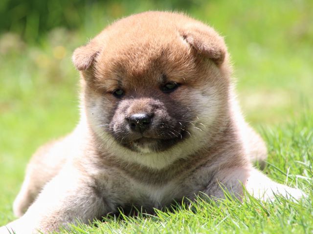 IMG_7527-shiba-puppy IMG_7527-shiba-puppy