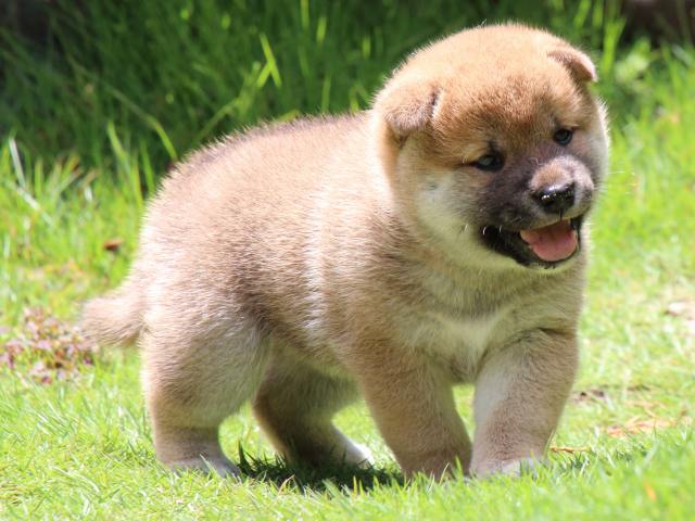 IMG_7551-shiba-puppy IMG_7551-shiba-puppy