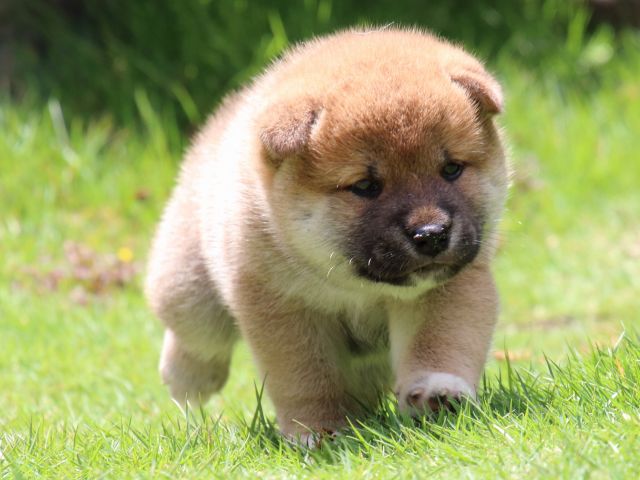 IMG_7555-shiba-puppy IMG_7555-shiba-puppy