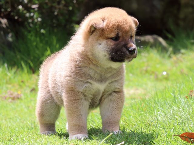 IMG_7558-shiba-puppy IMG_7558-shiba-puppy