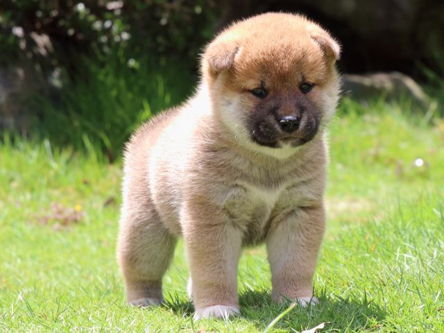 IMG_7560-shiba-puppy IMG_7560-shiba-puppy