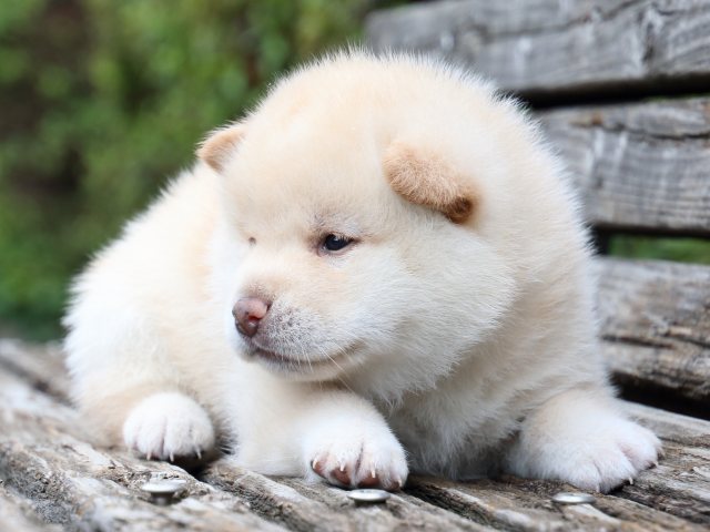 IMG_7672-shiba-puppy IMG_7672-shiba-puppy