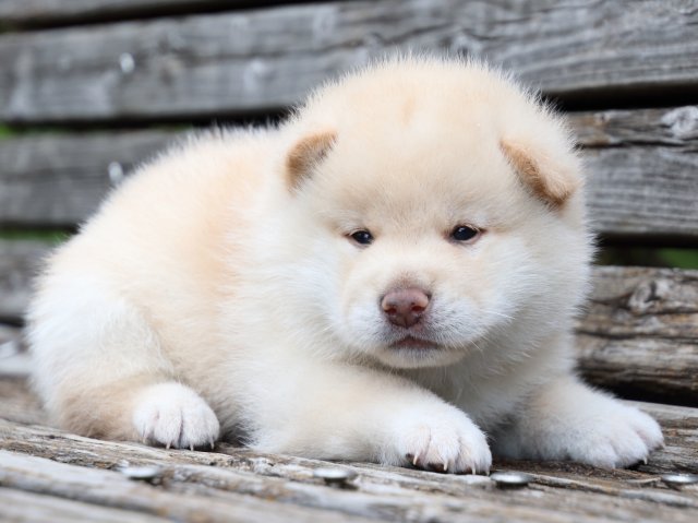 IMG_7675-shiba-puppy IMG_7675-shiba-puppy