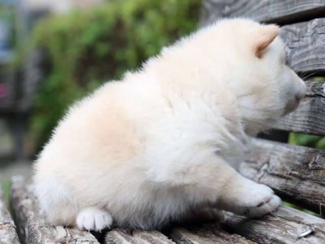 IMG_7677-shiba-puppy IMG_7677-shiba-puppy