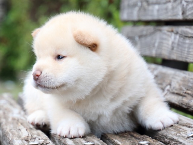 IMG_7678-shiba-puppy IMG_7678-shiba-puppy