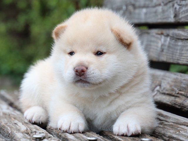 IMG_7684-shiba-puppy IMG_7684-shiba-puppy