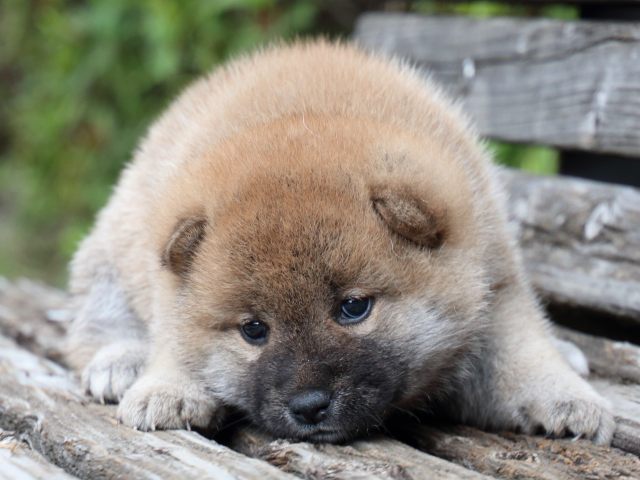 IMG_7692-shiba-puppy IMG_7692-shiba-puppy