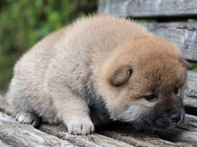 IMG_7700-shiba-puppy IMG_7700-shiba-puppy