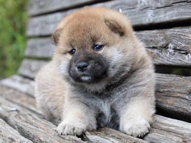 IMG_7712-shiba-puppy IMG_7712-shiba-puppy