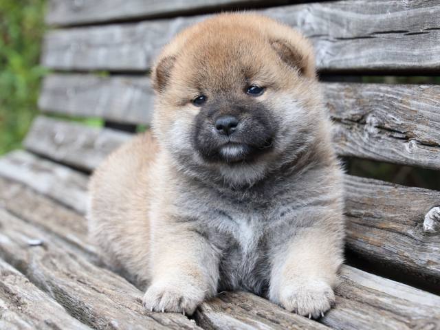 IMG_7714-shiba-puppy IMG_7714-shiba-puppy