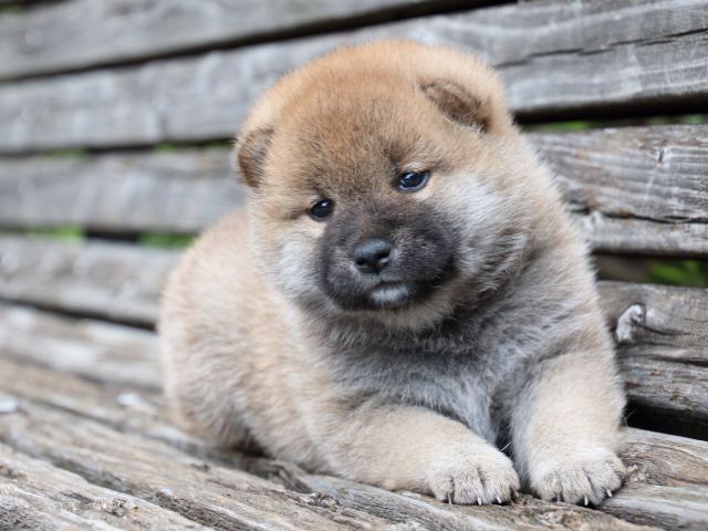 IMG_7722-shiba-puppy IMG_7722-shiba-puppy