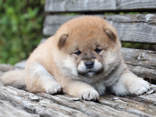 IMG_7729-shiba-puppy IMG_7729-shiba-puppy