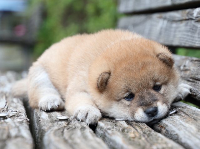 IMG_7731-shiba-puppy IMG_7731-shiba-puppy