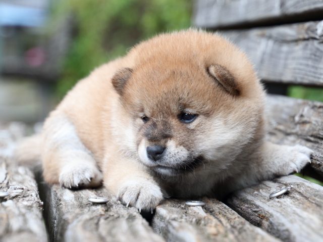 IMG_7734-shiba-puppy IMG_7734-shiba-puppy