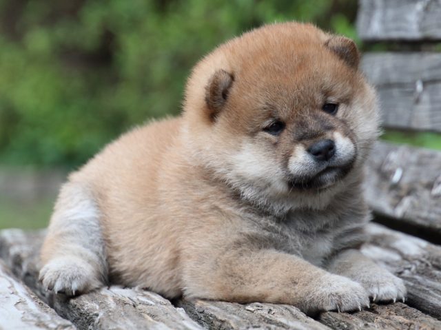 IMG_7750-shiba-puppy IMG_7750-shiba-puppy
