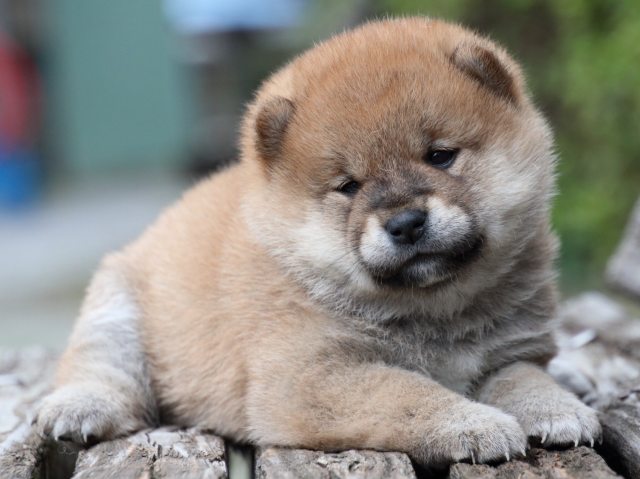 IMG_7753-shiba-puppy IMG_7753-shiba-puppy