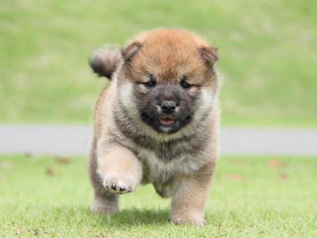 IMG_8020-shibainu-koinu IMG_8020-shibainu-koinu