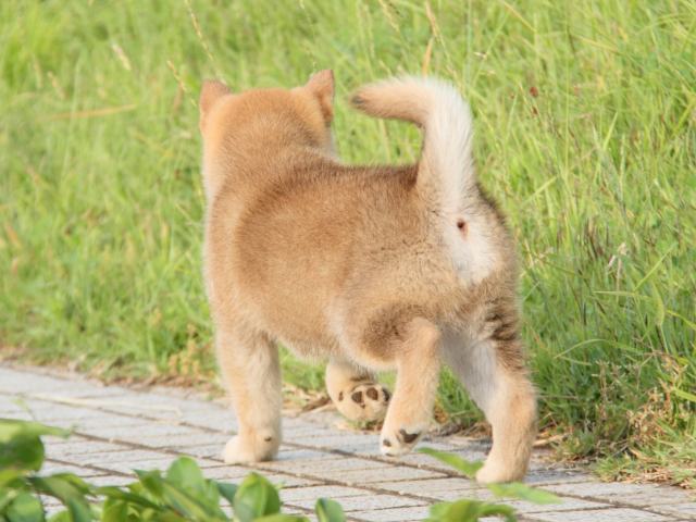 IMG_8044-shiba-puppy IMG_8044-shiba-puppy