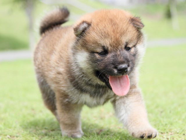 IMG_8064-shibainu-koinu IMG_8064-shibainu-koinu