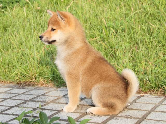 IMG_8091-shiba-puppy IMG_8091-shiba-puppy