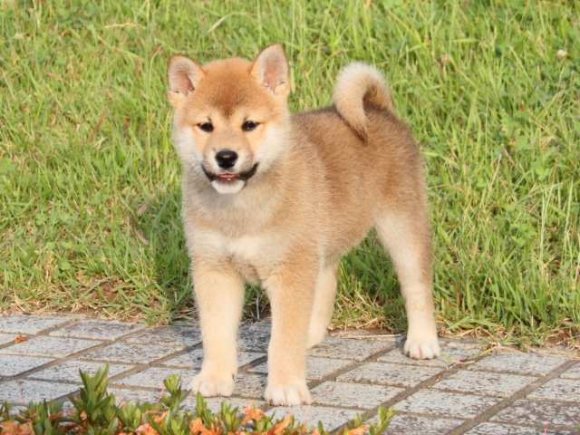 IMG_8106-shiba-puppy IMG_8106-shiba-puppy