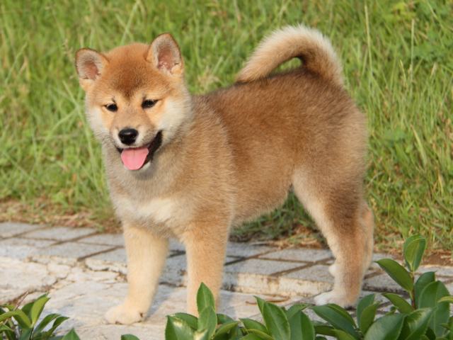 IMG_8142-shiba-puppy IMG_8142-shiba-puppy