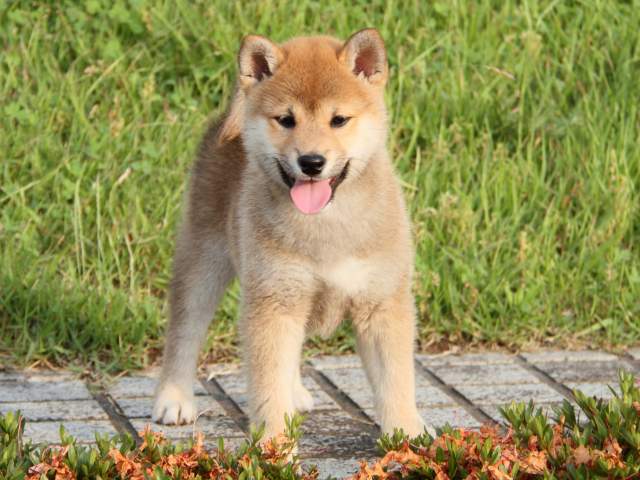 IMG_8166-shiba-puppy IMG_8166-shiba-puppy