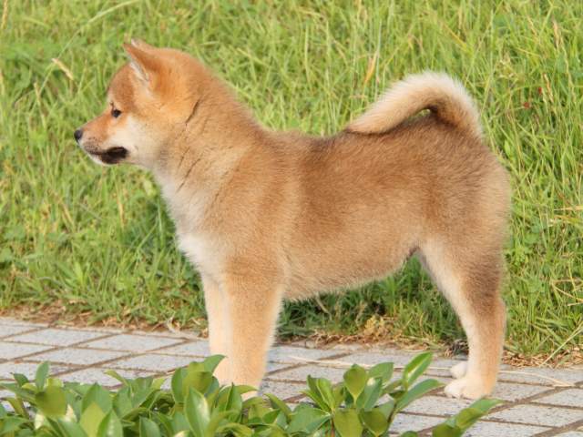 IMG_8176-shiba-puppy IMG_8176-shiba-puppy
